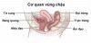 Vì sao cần làm đầy bàng quang và làm sạch trực tràng trước xạ trị vùng tiểu khung?